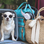 Dog Friendly Hotels in Sarasota