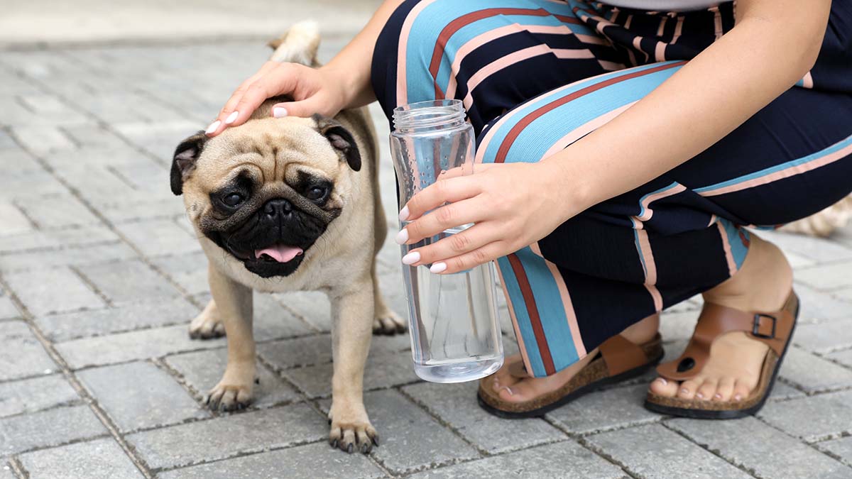 Heat Stroke in Dogs