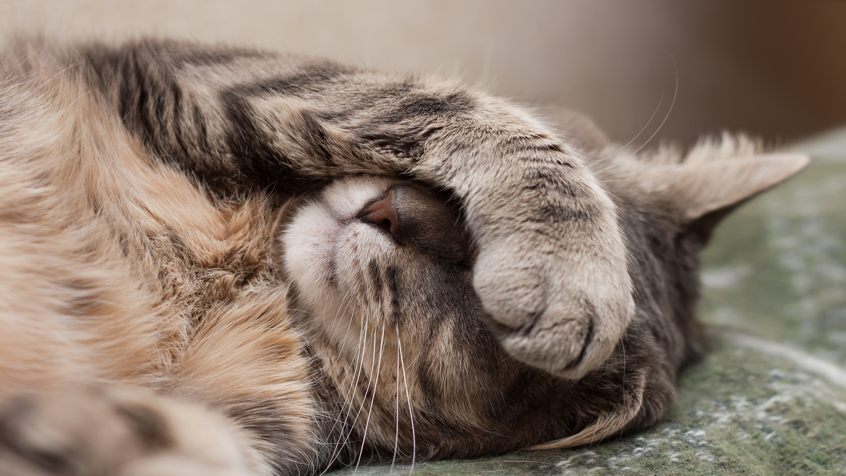 Warning Signs Your Cat is Crying for Help