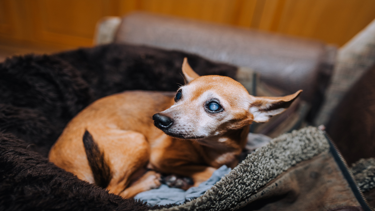 deaf and blind dog