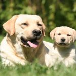 healthiest dog breeds